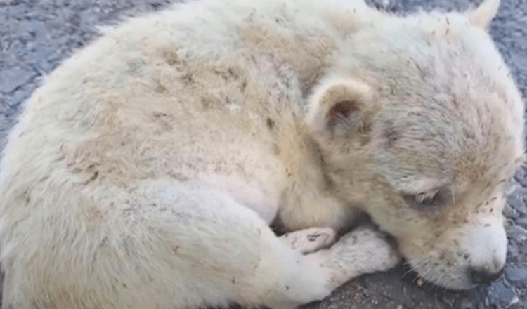 Pup met een gebroken hart opgegeten door vlooien Opgerold op de weg, te zwak om door te gaan