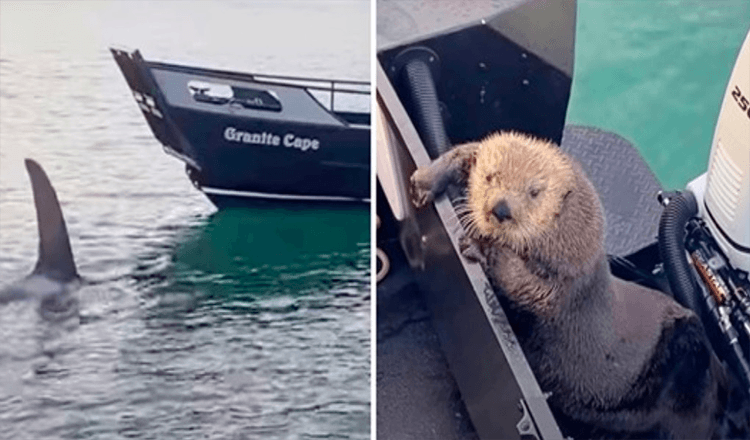 Otter zoekt toevlucht op de boot van een man terwijl hij ternauwernood ontsnapt aan de kaken van een orka