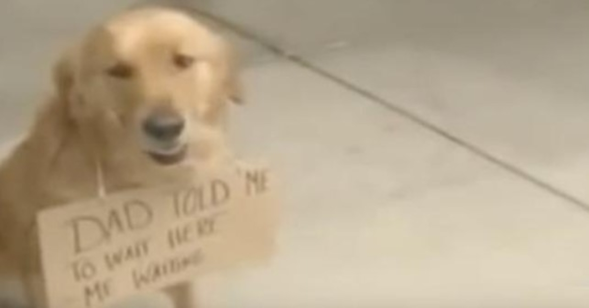 Hond Buiten Winkel Gezien Met Een Bord Om Zijn Nek