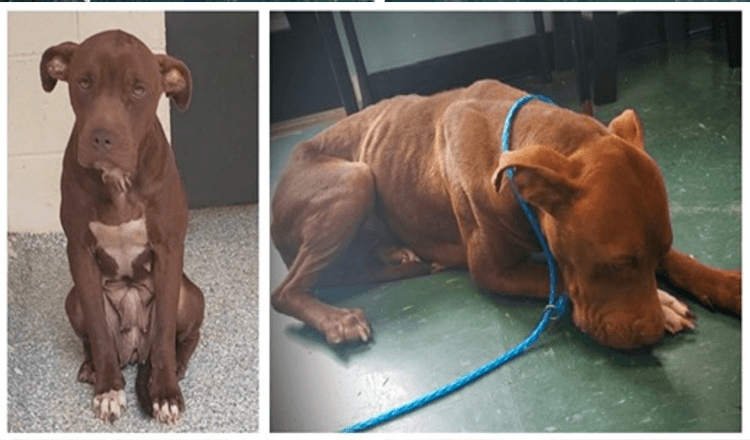 Shelter Dog op Death Row beeft van angst en te bang om te lopen