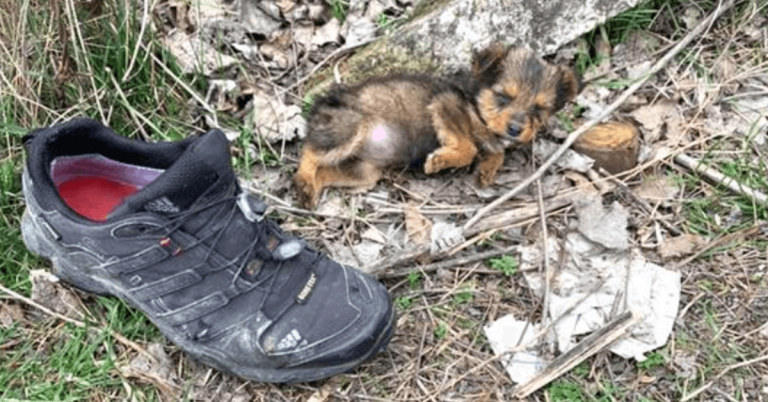 Puppy weggegooid met afval gaat naar een oude schoen voor troost