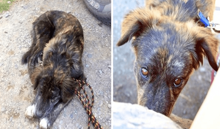 Koppel op roadtrip vindt eenzame hond bij tankstation, hond smeekt hen om haar te helpen