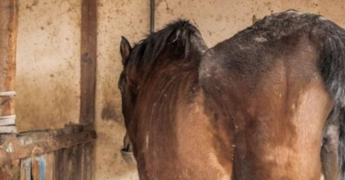 Uitgehongerd paard was te bang om haar redders in de ogen te kijken