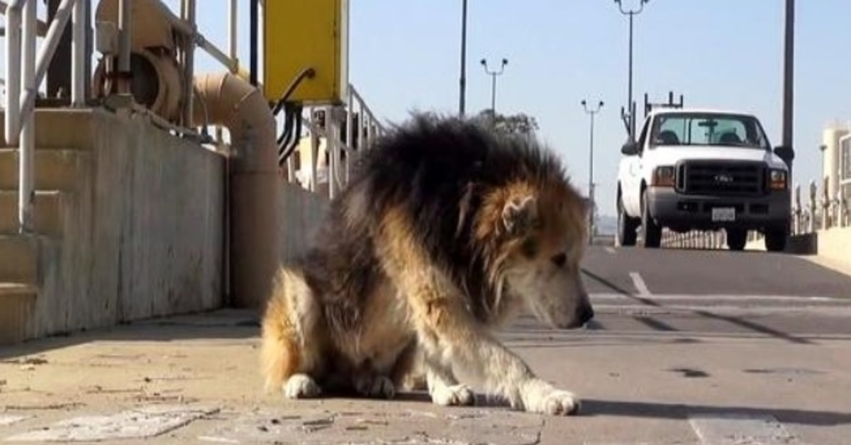 Oudere hond gedumpt bij gevaarlijke zuiveringsinstallatie valt in riool en stinkt naar rot