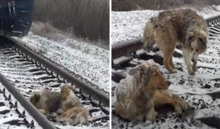 Gekwetste hond zit 2 dagen vast in spoorlijn beschermd door trouwe broer die weigerde te vertrekken