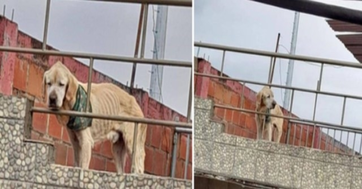 Met de meest droevige blik en zijn botten in zicht, bracht hond zijn dagen door op het dak van een huis