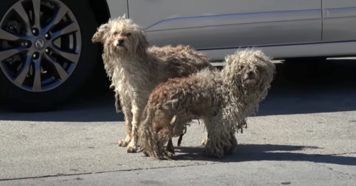 Twee dakloze honden hadden elkaar alleen hier in de gemene straten