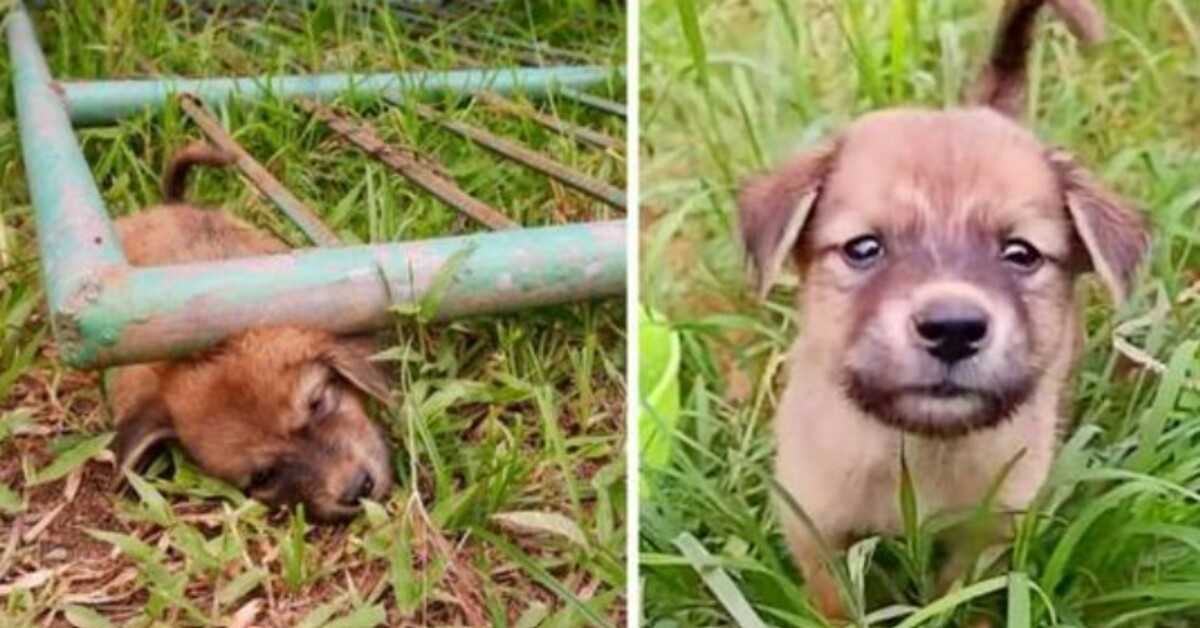 Verdwaalde pup kwam vast te zitten onder een poort terwijl hij schreeuwde van de pijn, totdat hij flauwviel