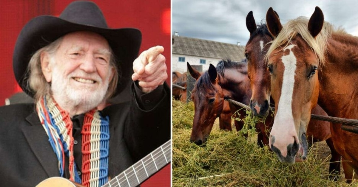 Willie Nelson redde 70 paarden uit een slachthuis om ze vrij rond te laten lopen op zijn ranch in Texas