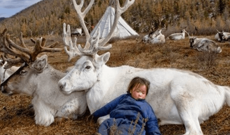 Fascinerende foto’s van rendieren die in Mongolië wonen (8+ foto’s)