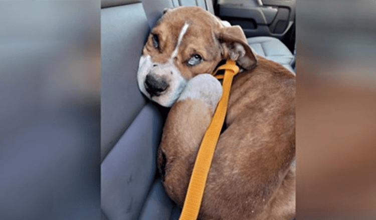 Mishandelde puppy uit huis in New York in beslag genomen, wordt geadopteerd door reagerende officier