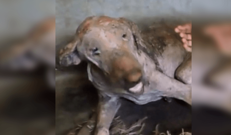 Uitgehongerde, haarloze hond gevonden, bedekt met zweren, ziet er onherkenbaar uit na gered te zijn