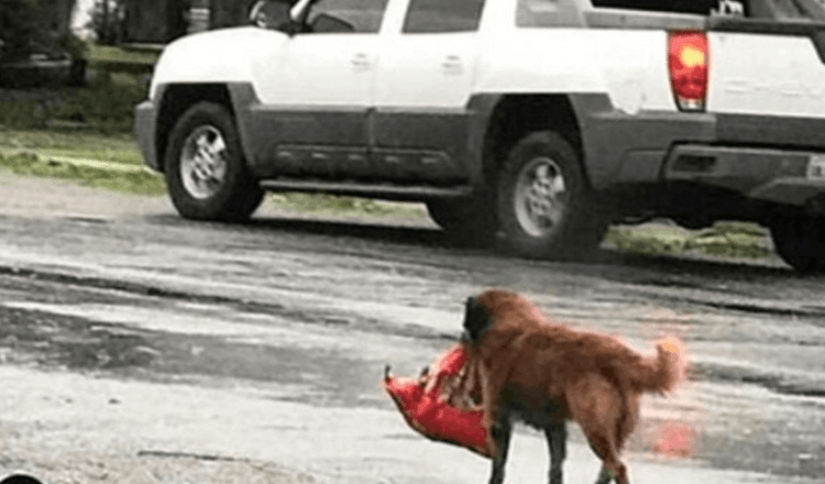 “De dakloze hond droeg een bundel tussen zijn tanden”: die dag redde hij een klein mensenleven