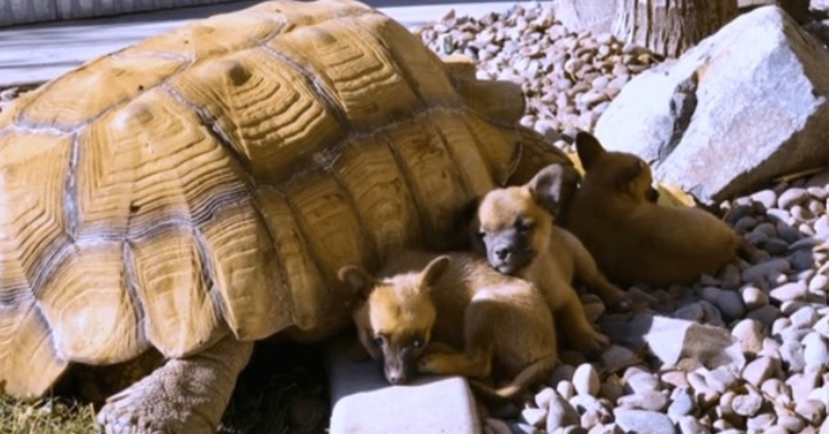 Verlaten puppy’s sluiten vriendschap met een eenzame reuzenschildpad