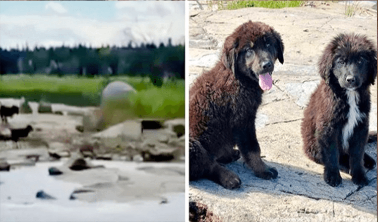 Schipper vindt zeven verlaten puppy’s op een onbewoond eiland, huilend van de honger