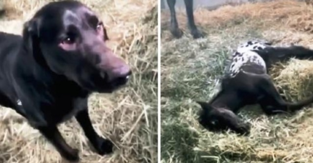 Hond komt aanrennen om pasgeboren veulen te begroeten, maar veulen ligt roerloos op de grond