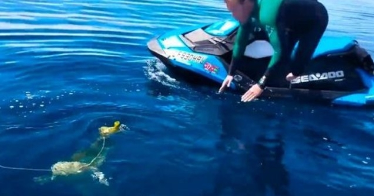 Mannen zien ‘ballon’ in de oceaan, maar realiseren zich dat het een arm wezen is dat vecht voor het leven