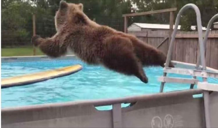 Buik van grizzlybeer plopt regelrecht in het zwembad, draait zich om en glimlacht enorm naar de camera