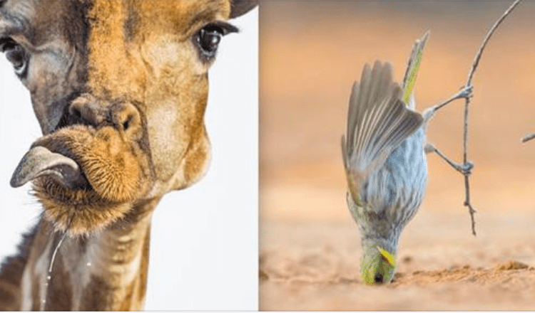 Komische natuurfoto’s brengen kijkers over de hele wereld aan het lachen