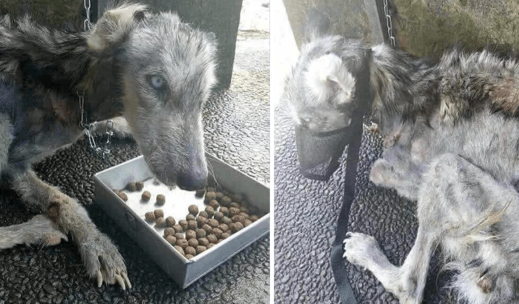 Man vindt verlaten husky met huid en botten en helpt hem te herstellen