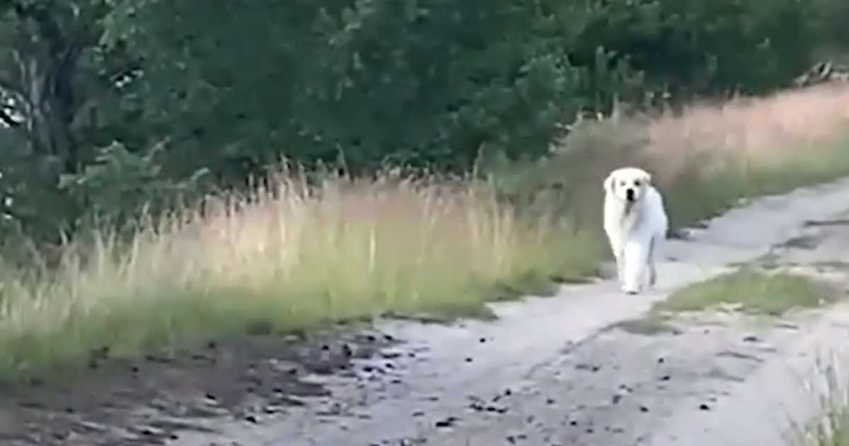 Ze verliezen de hoop om hun huisdier te vinden als er een grote witte hond op de weg verschijnt