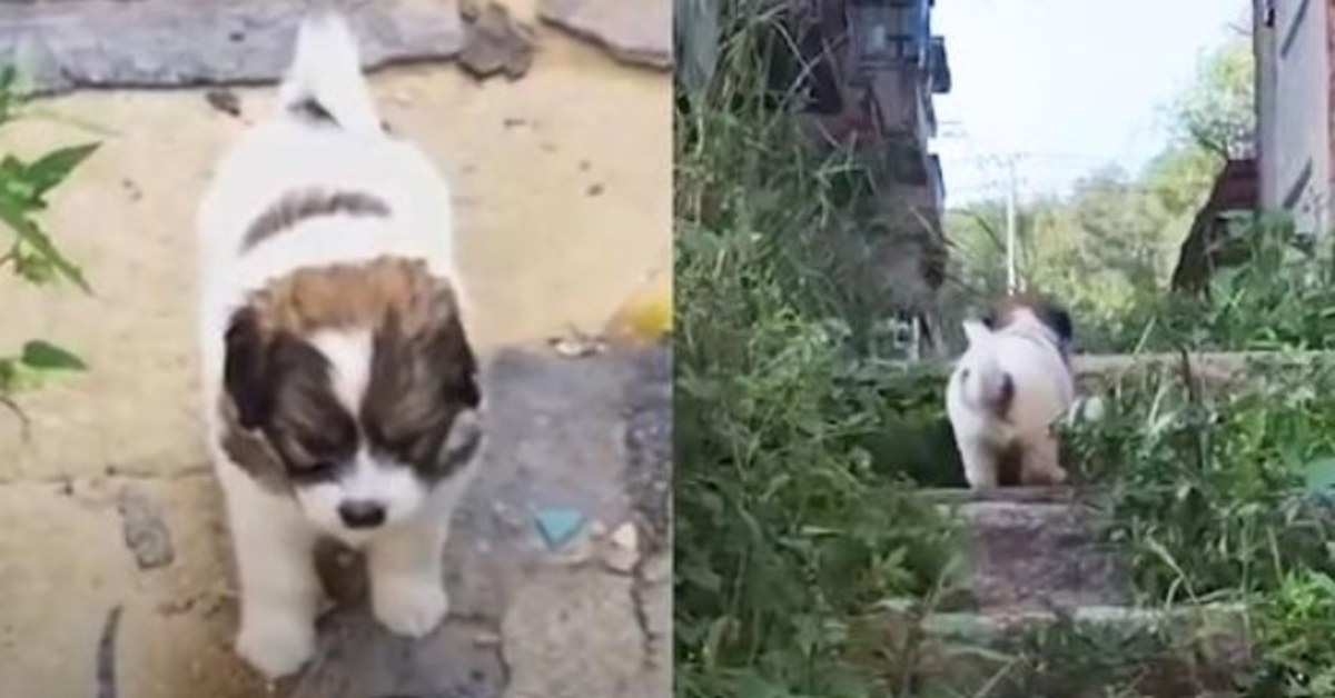 Stray Pup vraagt dringend aan reddingswerkers om hem te volgen naar een verlaten gebouw