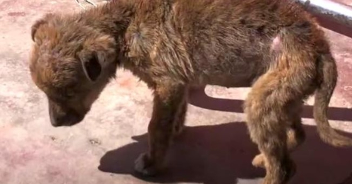 Tiny Pup, de laatste overlevende van haar nest, worstelde alleen op de weg