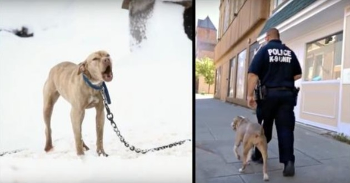 Pitbull vastgeketend in de sneeuw riep om hulp en een politieagent gaf haar de kans van haar leven