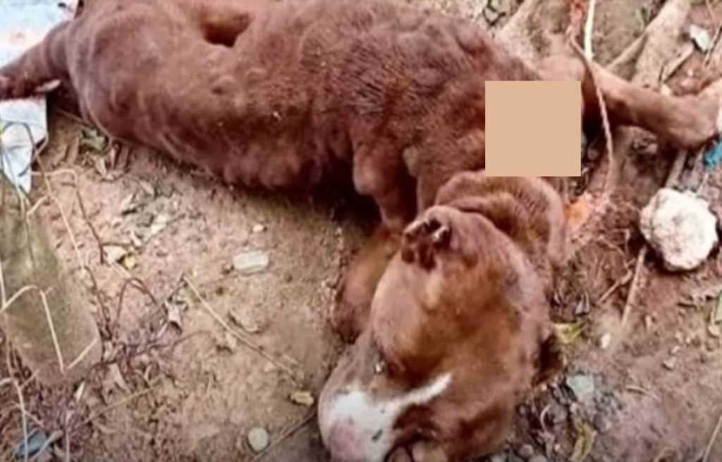 Passerende hond keek op en zei: “Zelfs als ik het niet red, hou toch alsjeblieft van me”