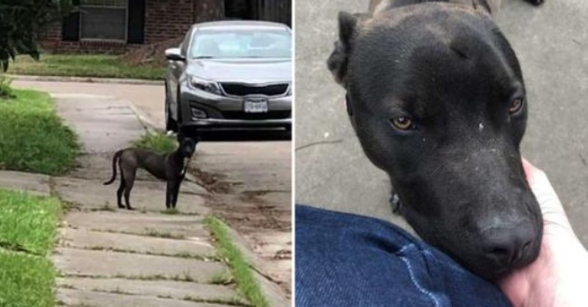 Zwerfhond smelt als een vrouw haar voor het eerst aait