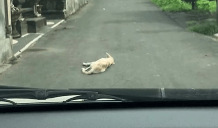 Auto stopt een hond die roerloos midden op de weg ligt