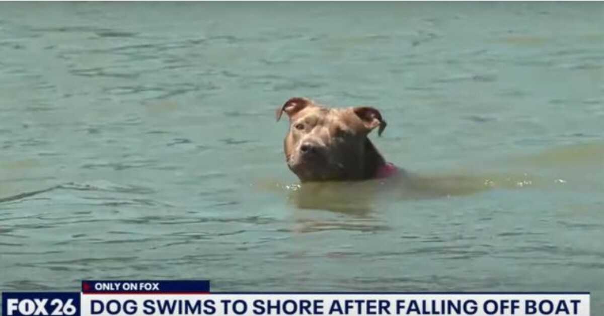 Hond die van garnalenboot viel, werd dagen later levend teruggevonden nadat hij tien kilometer naar de kust had gezwommen