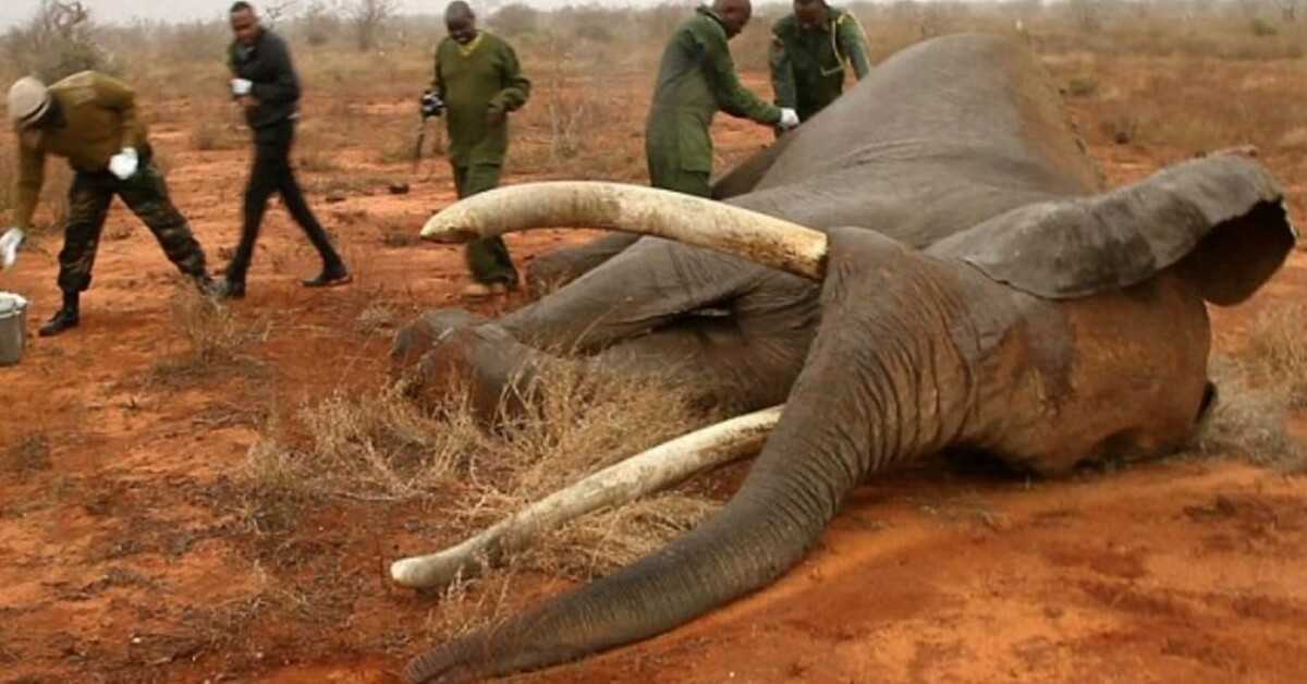 Stervende olifant neergeschoten met een goedbedoeld doel dankzij de heldendaden in Kenia