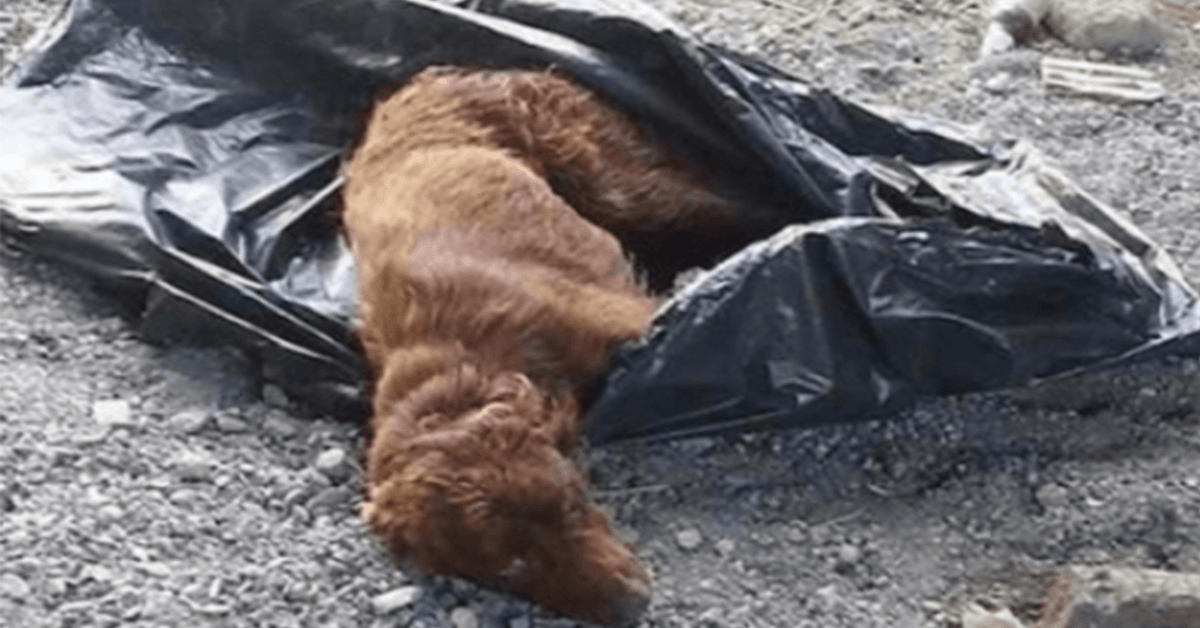 Hond vastgebonden in vuilniszak en achtergelaten in een rivierbedding om te rotten, wordt net op tijd gered