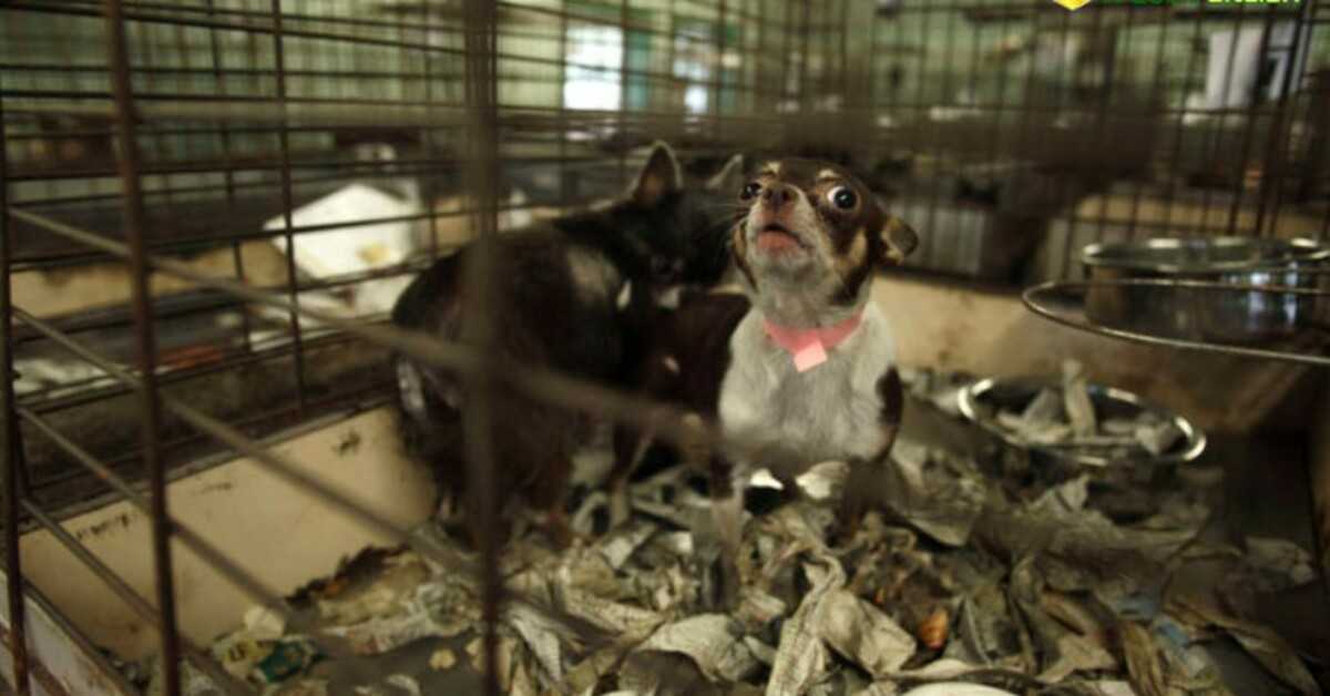 Alleen reddingshonden en -katten mogen nu worden verkocht in dierenwinkels in Californië