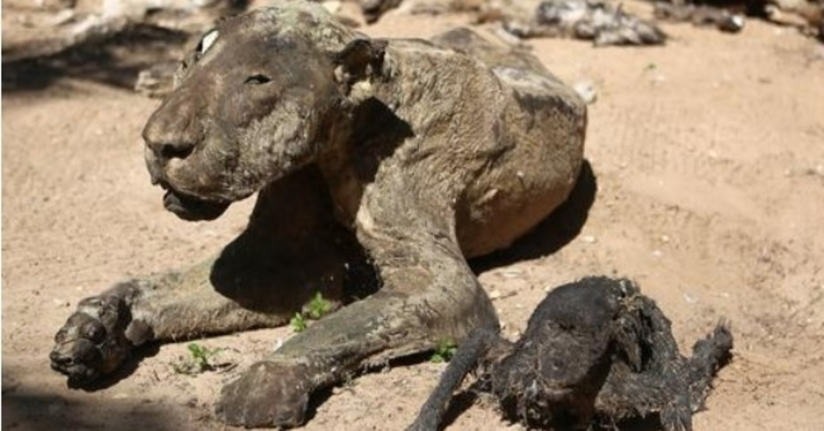 Tijger gered uit ‘de slechtste dierentuin ter wereld’ Nu weet hij hoe vrijheid voelt