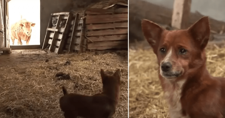 Hond huilt tranen van vreugde als hij eindelijk herenigd wordt met de koe die hem heeft grootgebracht