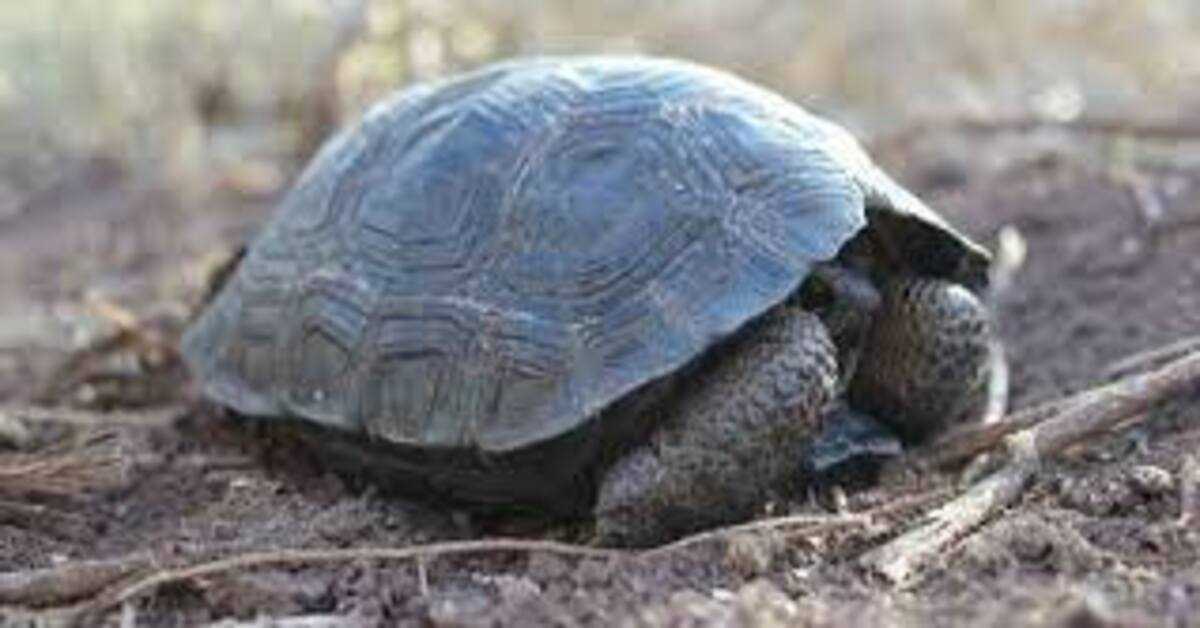 Babyschildpadden voor het eerst in honderd jaar geboren op het eiland Galapagos