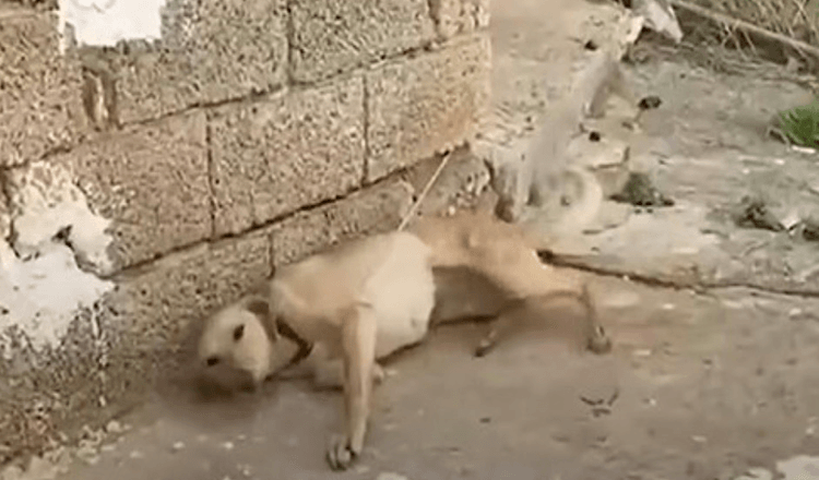 Man benadert een aan de muur geketende hond en ze begint met haar staart te kwispelen