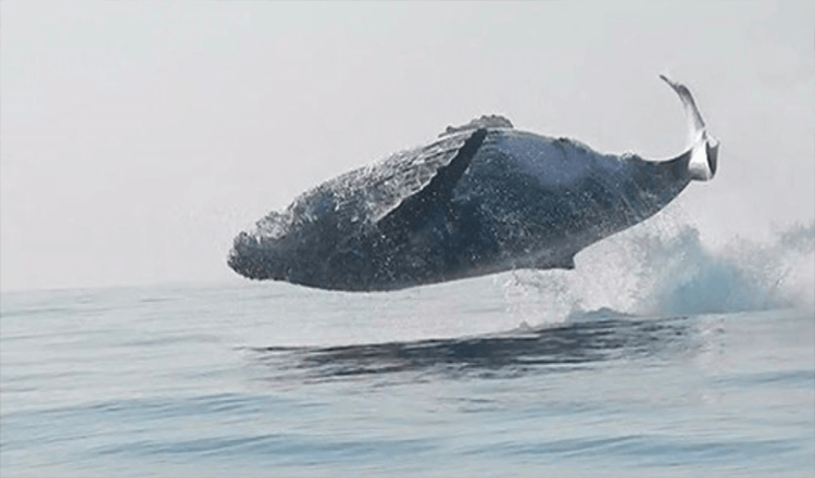 Walvis van 40 ton werd gefilmd terwijl hij volledig uit het water sprong