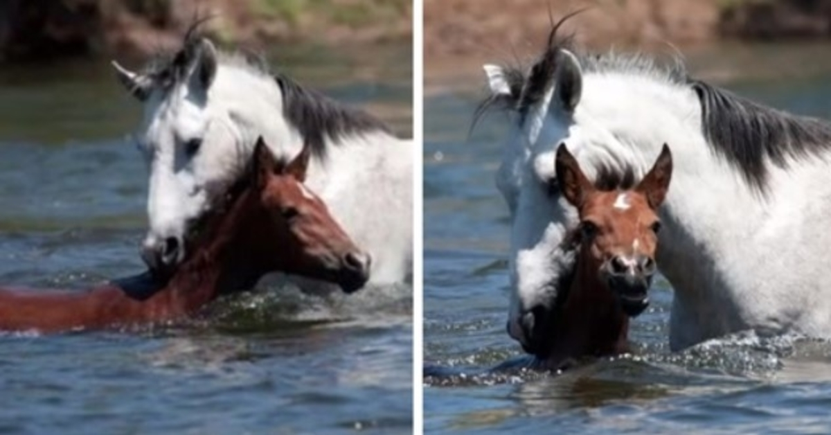 Hartverwarmend moment dat wild paard jong merrieveulen van verdrinkingsdood redt