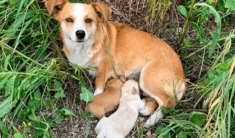 Moederhond met een gebroken hart wachtte langs de weg tot haar baasjes terugkwamen om haar op te halen