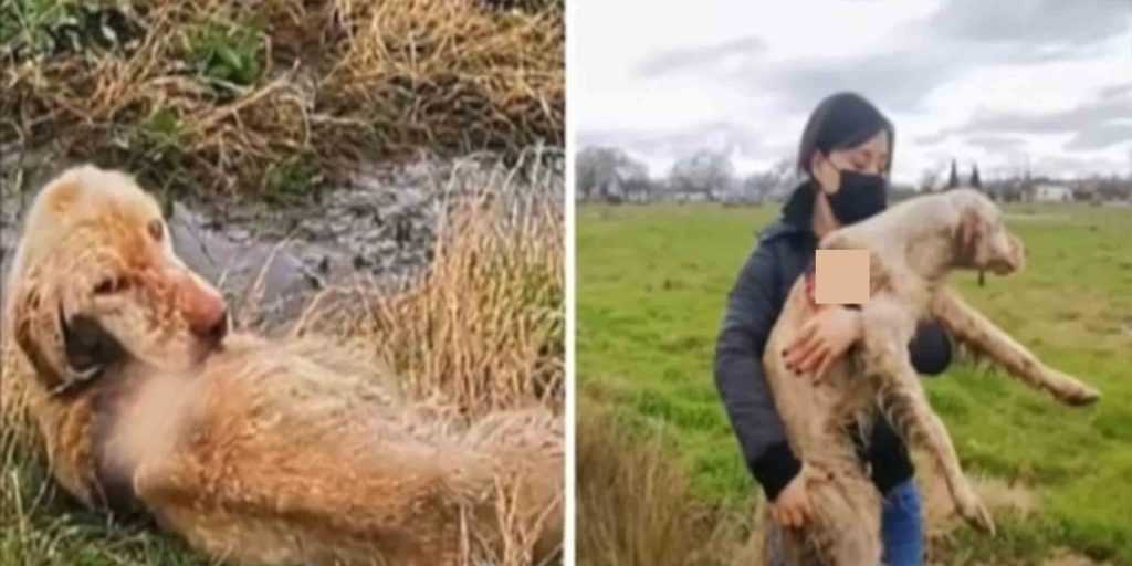 Redders vinden verlaten jachthond levend wegrot in het veld en zijn vastbesloten haar te redden