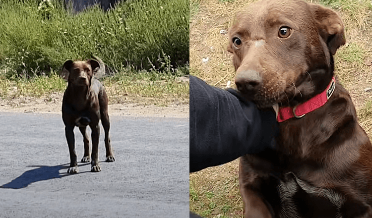 Verdrietige hond wacht elke dag op dezelfde plek tot iemand hem redt