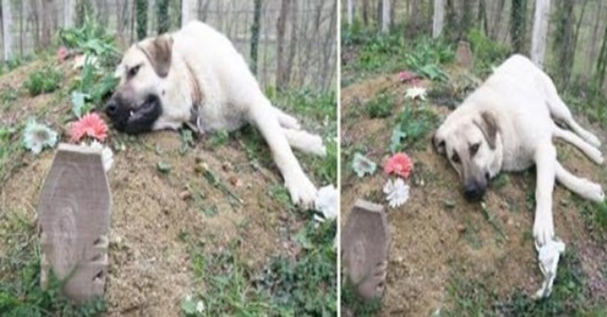 Deze hond met een gebroken hart liep elke dag van huis weg om het graf van zijn overleden baasje te bezoeken