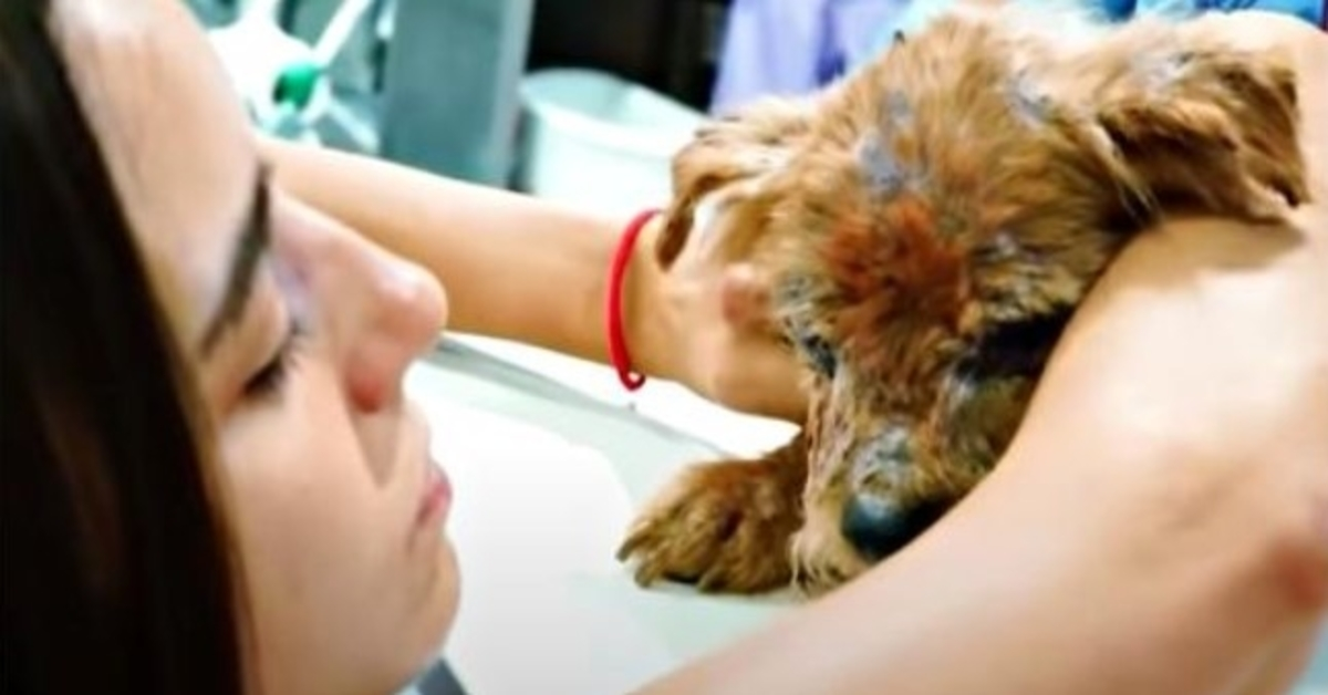 Door gek in een container geduwd en in de prullenbak gegooid, zieke hond voor de eerste keer vastgehouden