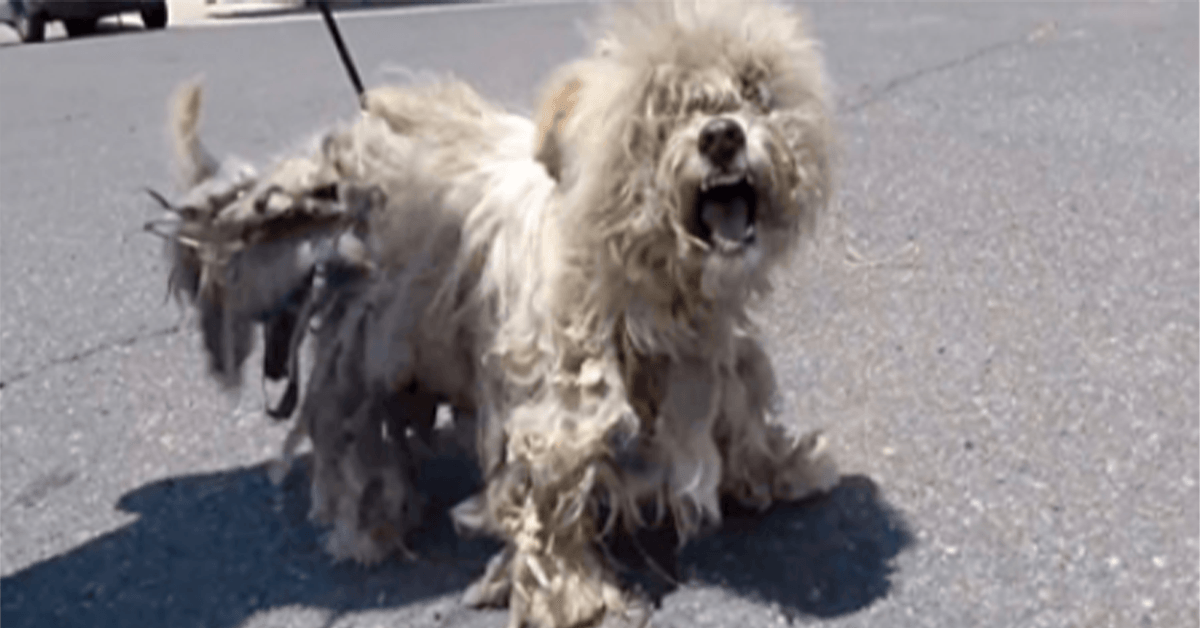 Zwervende hond met slinkende geest gilde het uit van de pijn toen ze naar hem toe kropen