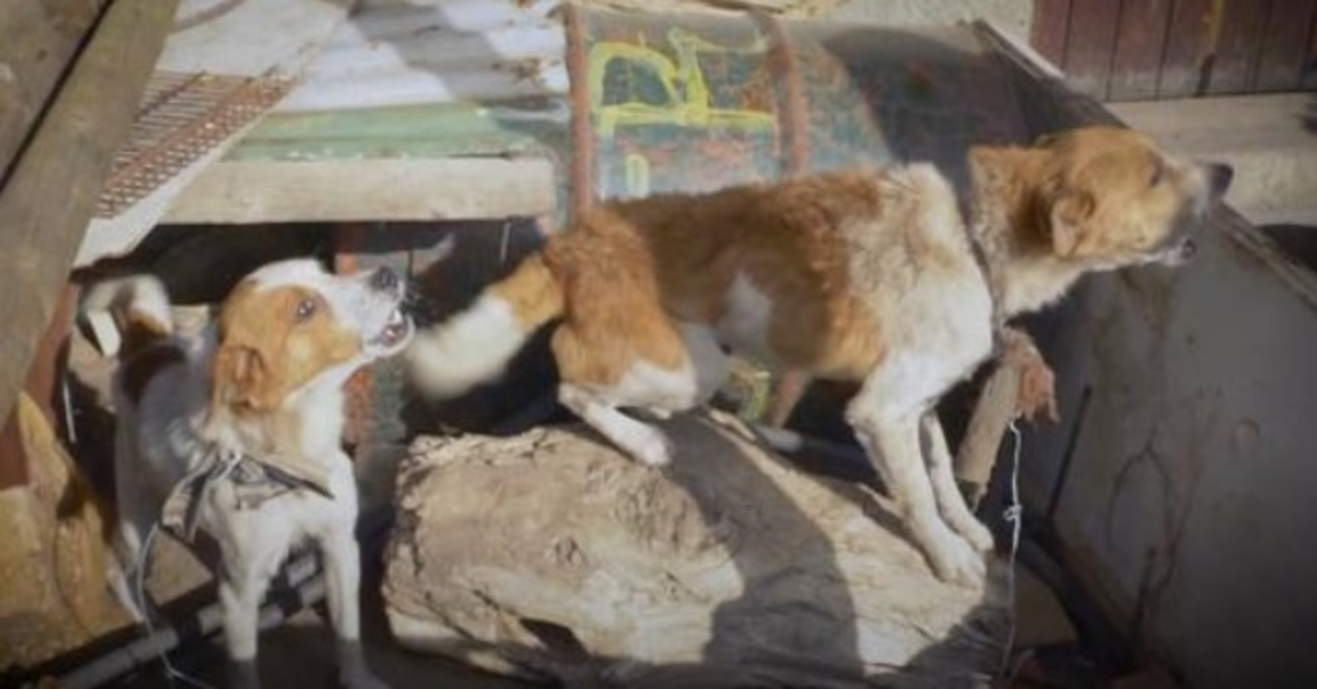 Honden werden twee jaar lang aan een boomstam vastgebonden terwijl een spijker van bovenaf opdoemde