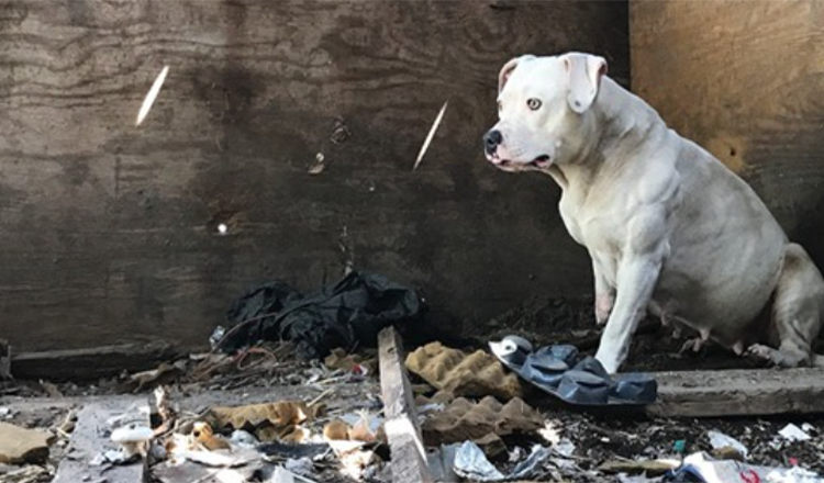 Hond die werd vastgeketend nadat haar baasje was vermoord, is eindelijk vrij van nachtmerries