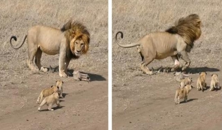 In hartverwarmende beelden probeert leeuwenvader zijn kleine welpen te dumpen